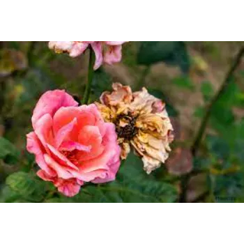 Pink Dry Rose Leaves